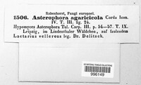 Asterophora lycoperdoides image